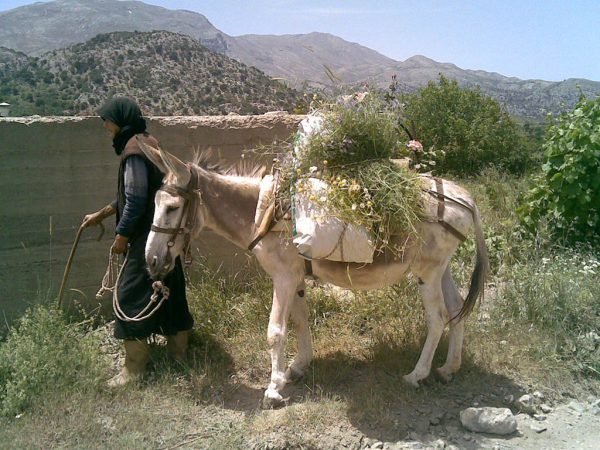 Traditional Chania